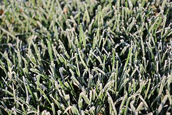 Frost-on-Beautiful-Green-Grass