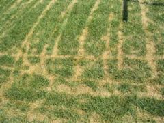 Brown Patch lines from mower
