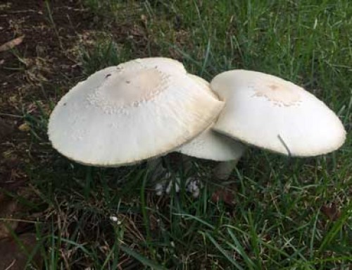 No Need to Worry About Tree & Lawn Mushrooms