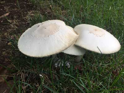 Lawn Mushroom in Green Grass