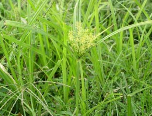 The Truth about Nutsedge