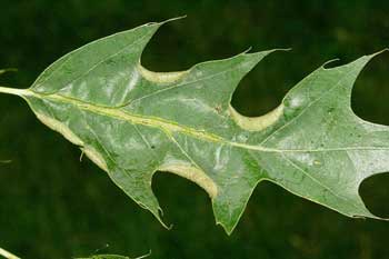 pin-oak-leaf-with-leaf-curl-from-oak-mites