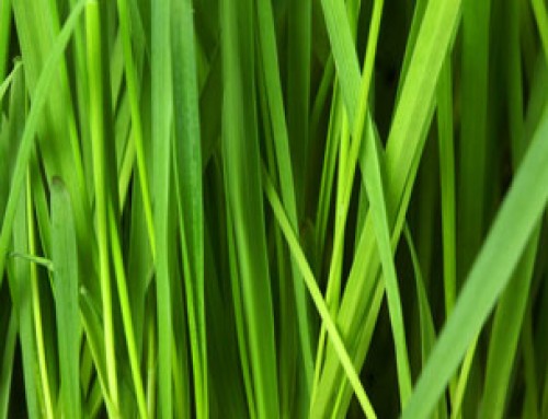 Get to Know Your Grass Type