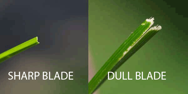 grass mower blades sharpened and dull