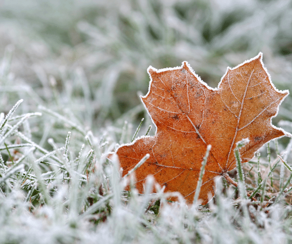 Martz Bros Lawn and Tree Doctor - Blog Post - Winter Lawn - First Frost