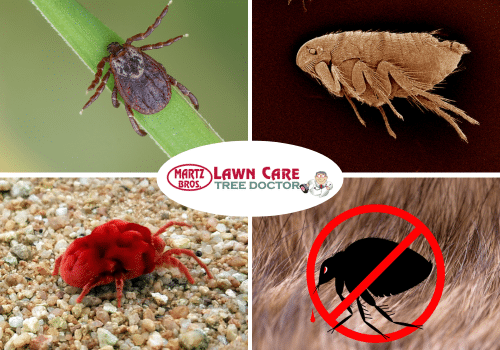 Flea, Tick and Chigger Control - Martz Bros Lawn Care Inc