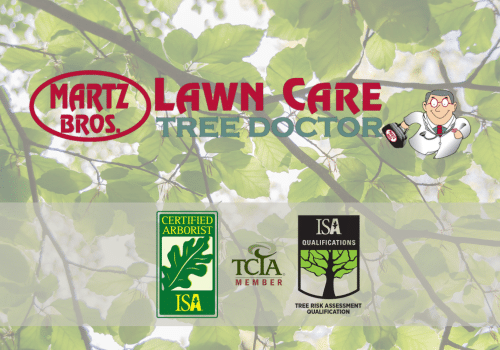 Tree Doctor KC - Logo with Qualifications in a line