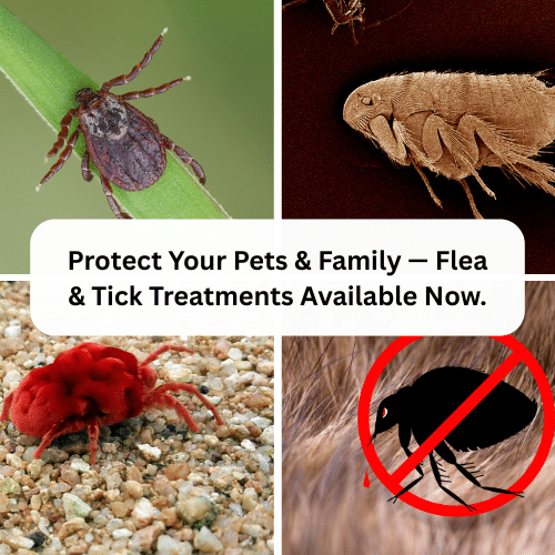 Flea, Tick and Chigger Control - Martz Bros Lawn Care Inc (500 x 500 px)
