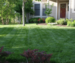 Kansas City Lawn Care What’s Happening in Your Lawn Right Now