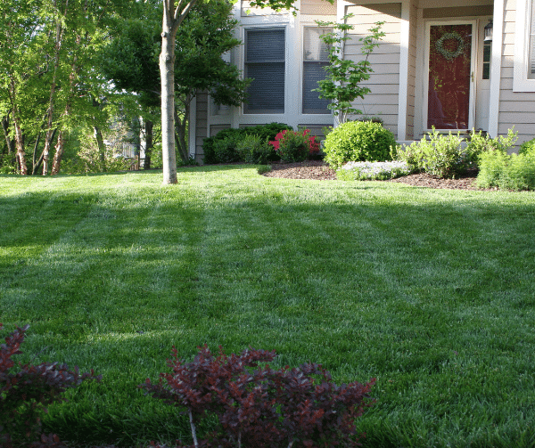 Kansas City Lawn Care What’s Happening in Your Lawn Right Now