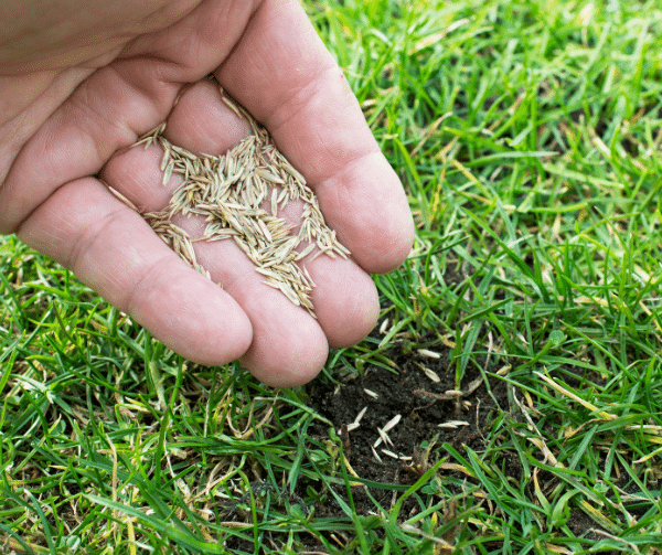 Fall Aeration & Overseeding The Secret to a Thicker, Healthier Lawn Next Spring