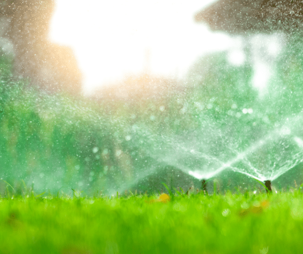 Lawn Seeding Aftercare How to Give Your New Grass the Best Chance to Thrive