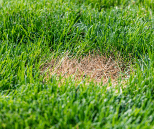 Brown damaged area in a Kansas City tall fescue lawn surrounded by healthy green grass