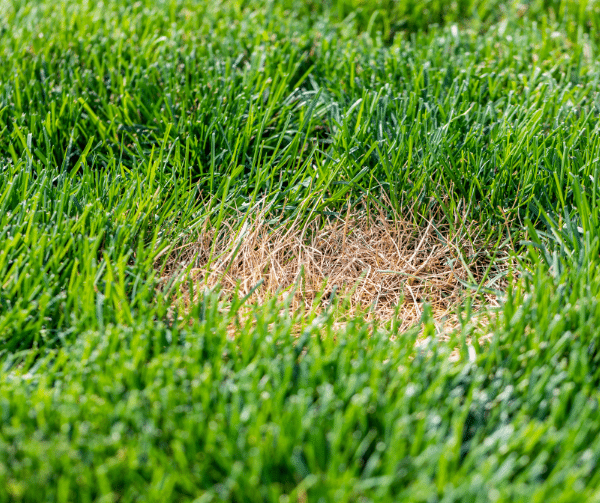 Brown damaged area in a Kansas City tall fescue lawn surrounded by healthy green grass