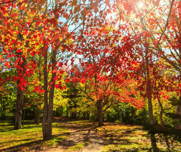 Fall Tree Fertilization